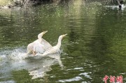 新疆吉林：罕见白鸬鹚连续两年“故地重游”